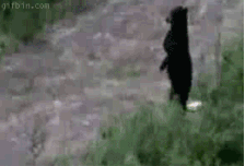 sfg.gif