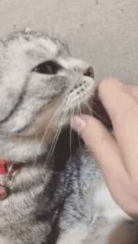 에에엙