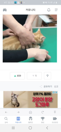 싄긩방긩한 고양이 연속 판치