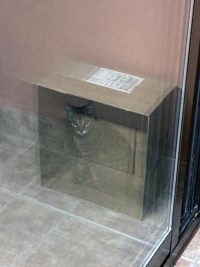 슈뢰딩거의 고양이