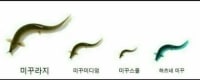 미꾸라지 드립