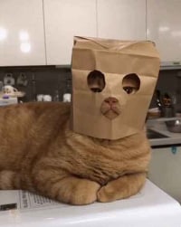 안녕하세요 저는 고양이 강도예요