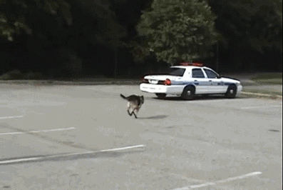 b1fffd898f0d01191c1676a63f4a0660.gif