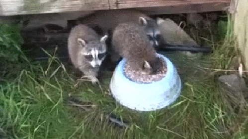1595580650554.gif