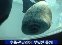 너무 커여워서 심장폭행