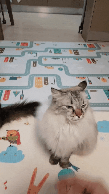 498F122F-E68E-4499-9EB2-3B8443F254E2.gif