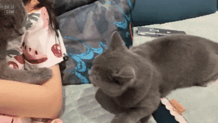 1598597043593.gif
