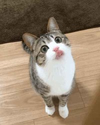 ill give u a cat pic so give me upvotes