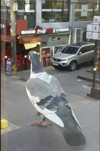 ??? : 아지르 누가 키웠냐?