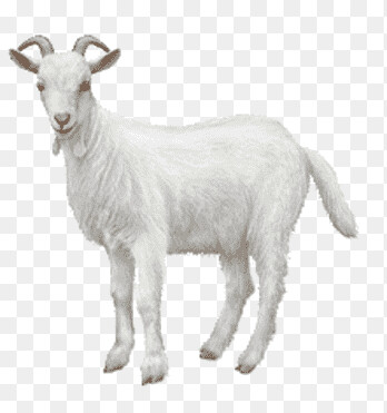 png-clipart-white-goat-goat-chiva-bus-ahuntz-animal-sheep-goat-animals-cow-goat-family-thumbnail.png