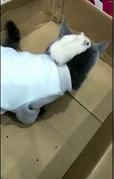 16700a0e00710f526.gif