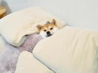 Gnight