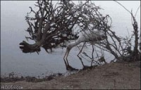 악어 사냥 영상.gif