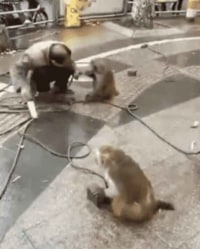 싱글벙글 혹성탈출