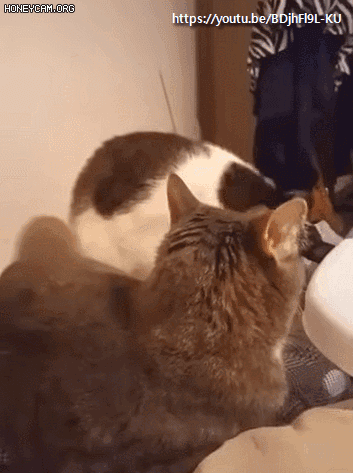 1598153514954.gif