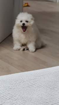 갓 태어난 볼리베어