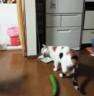 1591936943343.gif