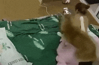 1749e7b36915177e3.gif