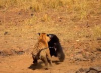 니달리vs볼베(다큐롤터리)