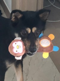 친구 집 강아지 졸라 귀엽다 진짜..