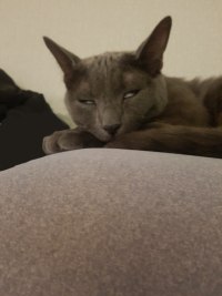 마약 먹은 고양이