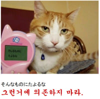 고양이말 번역기를 샀다