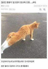 길고양이 참교육인증