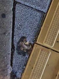 집가는길에 보도블럭에 존나무서운 새똥만남