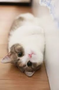 빼빼로 받고싶다