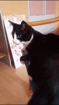 001.gif