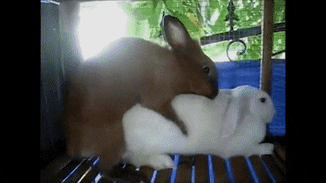RectangularRepulsiveAfricangoldencat－size＿restricted.gif