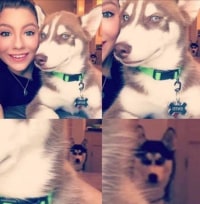 바람피는 현장을 목격한 허스키(3세)