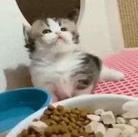 발이짧아서 슬픈냥이