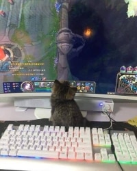 ??: yumi troll report plz