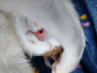 나 왜 오각임