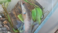 Look at this fatty lol