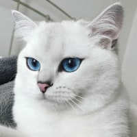 내 이름은