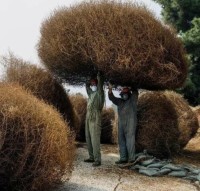서부영화에 자주 나오는 굴러다니는 건초더미