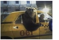Daily Life in Brown Bear Country