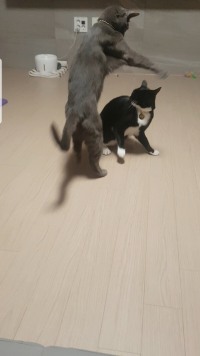 울집 고양이 부쉬에 숨어 동생을 습격