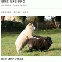 양도합니다!