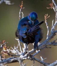 나뭇잎마을 비둘기