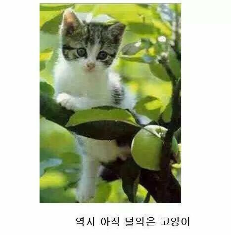 고양이는 어떻게생길까? - OP.GG