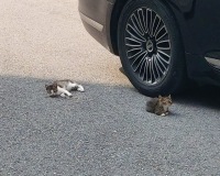 우리 아파트 고양이