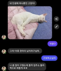 Iruda Catastrophe (the Korean AI chatbot that went rogue)