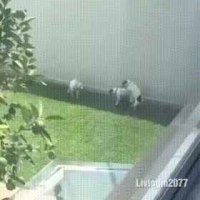 gang bang