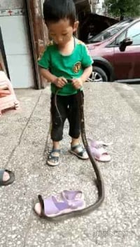 Snake across