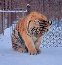 살 쪄서 격리된 호랑이