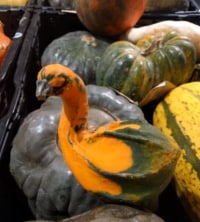 Pumpkin Bird