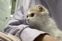 셋째 들였다